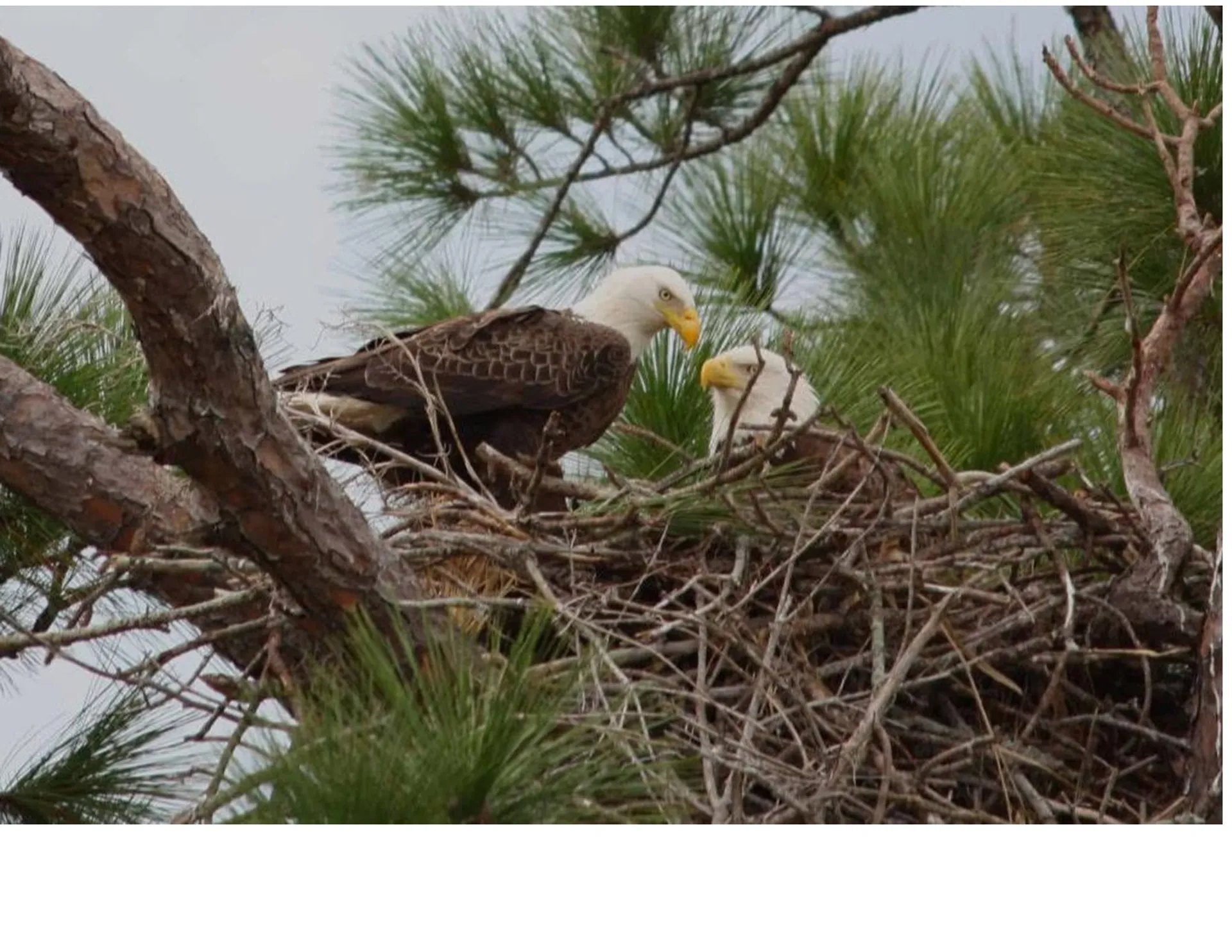 Glastron Boats GTD 220 in Jacksonville Beach, FL — photo 6