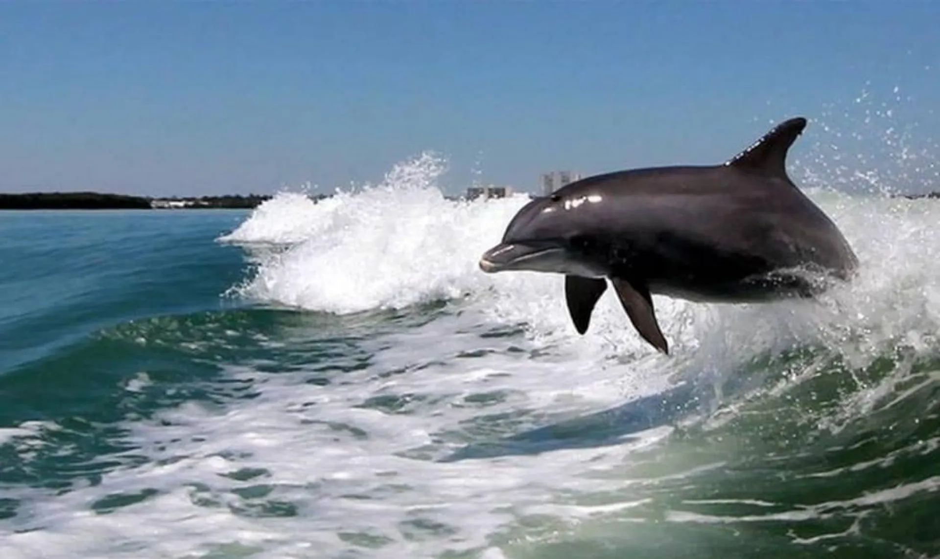 SIGHTSEER CATAMARANS 3512 in Fort Walton Beach, FL — photo 5