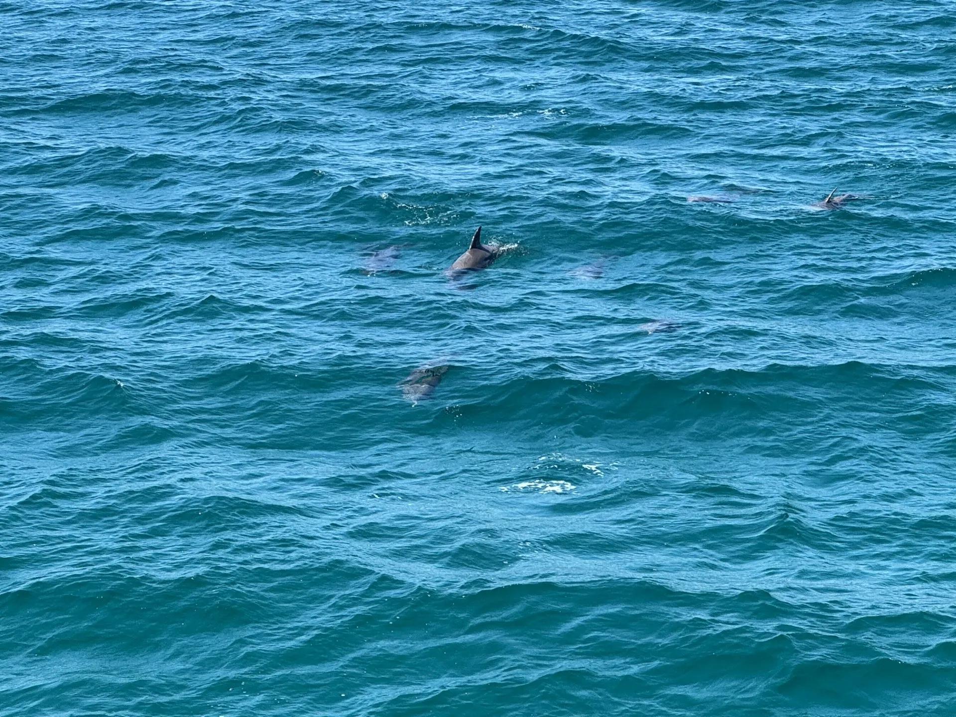 SIGHTSEER CATAMARANS 3512 in Fort Walton Beach, FL — photo 8