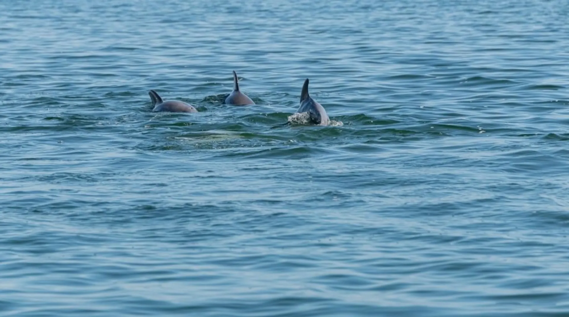 SIGHTSEER CATAMARANS 3512 in Fort Walton Beach, FL — photo 9