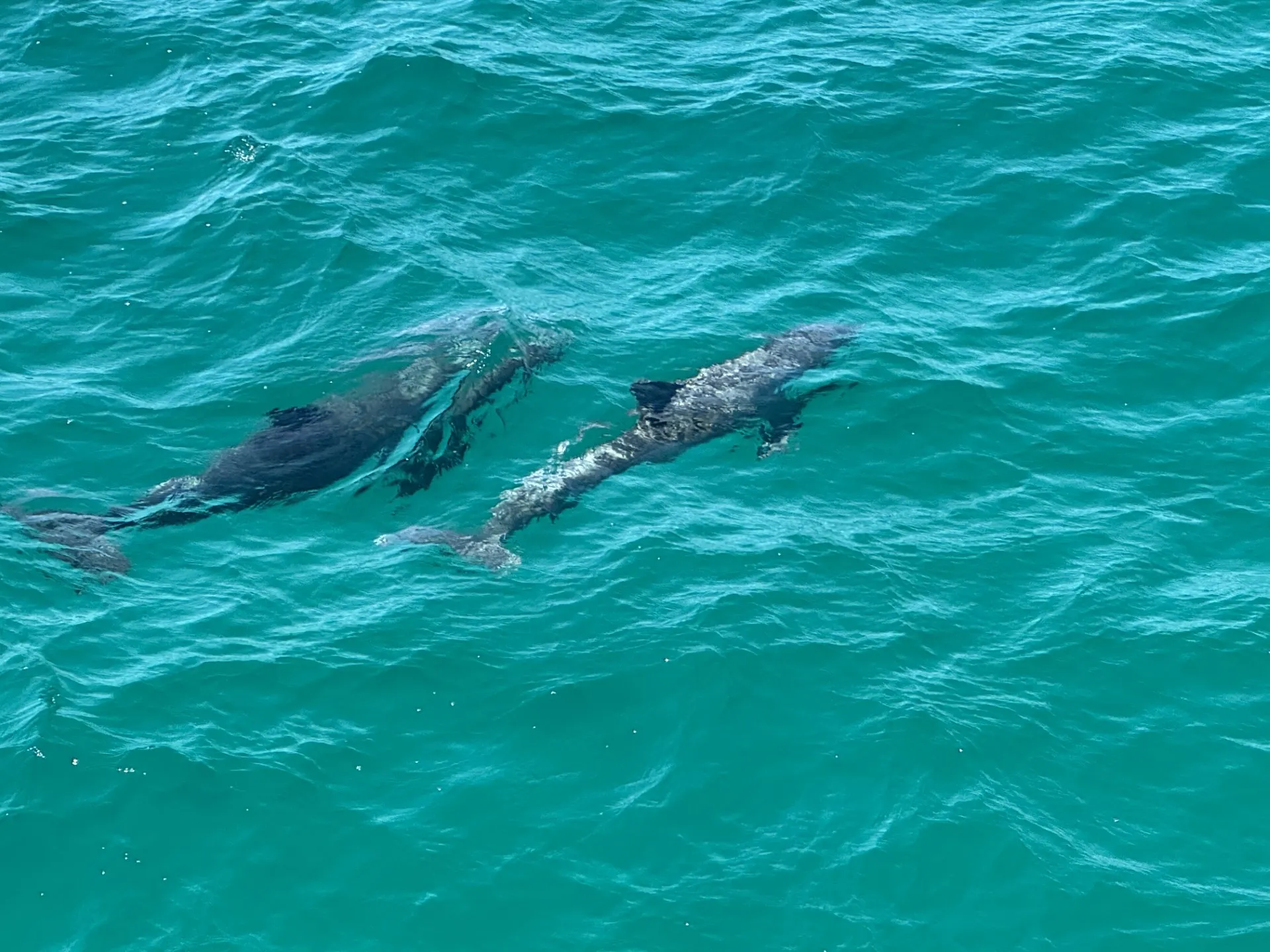 SIGHTSEER CATAMARANS 3512 in Fort Walton Beach, FL — photo 10