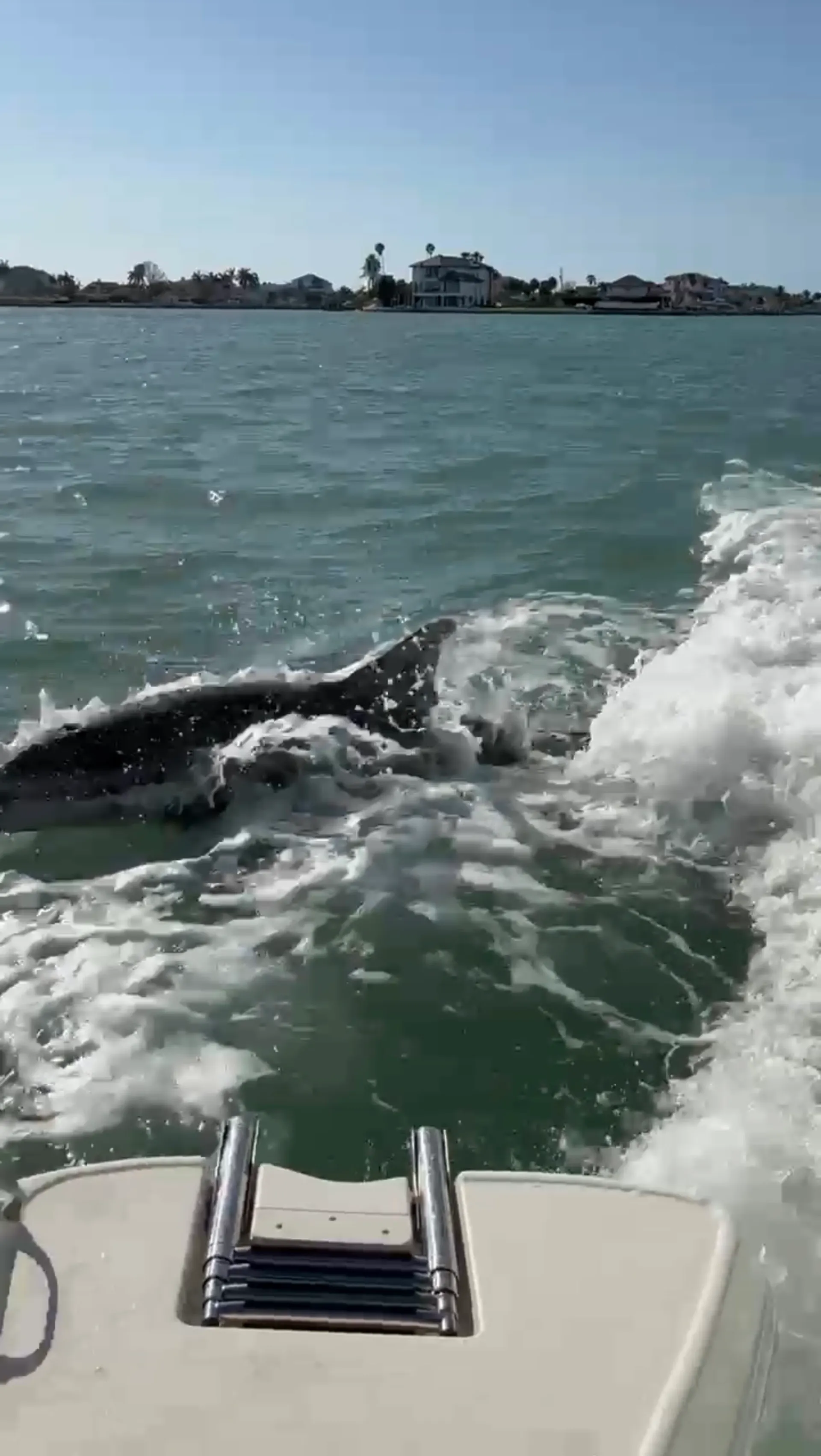 Private Sandbar Charters in St. Petersburg, FL