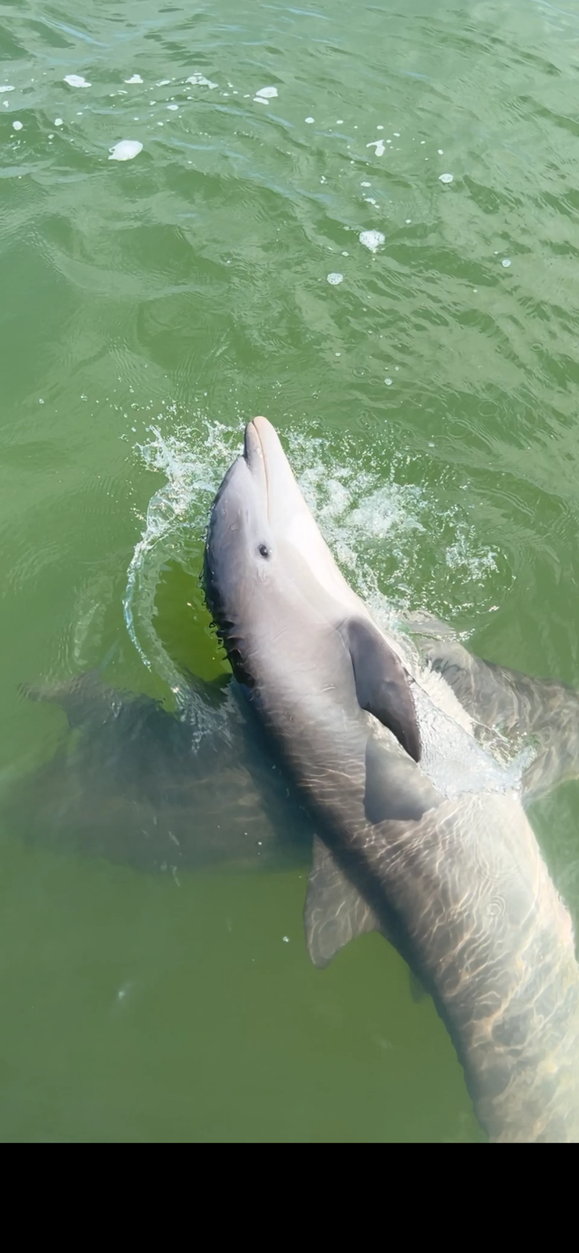 Private Dolphin and Sandbar Adventure | Up to 12 Guests