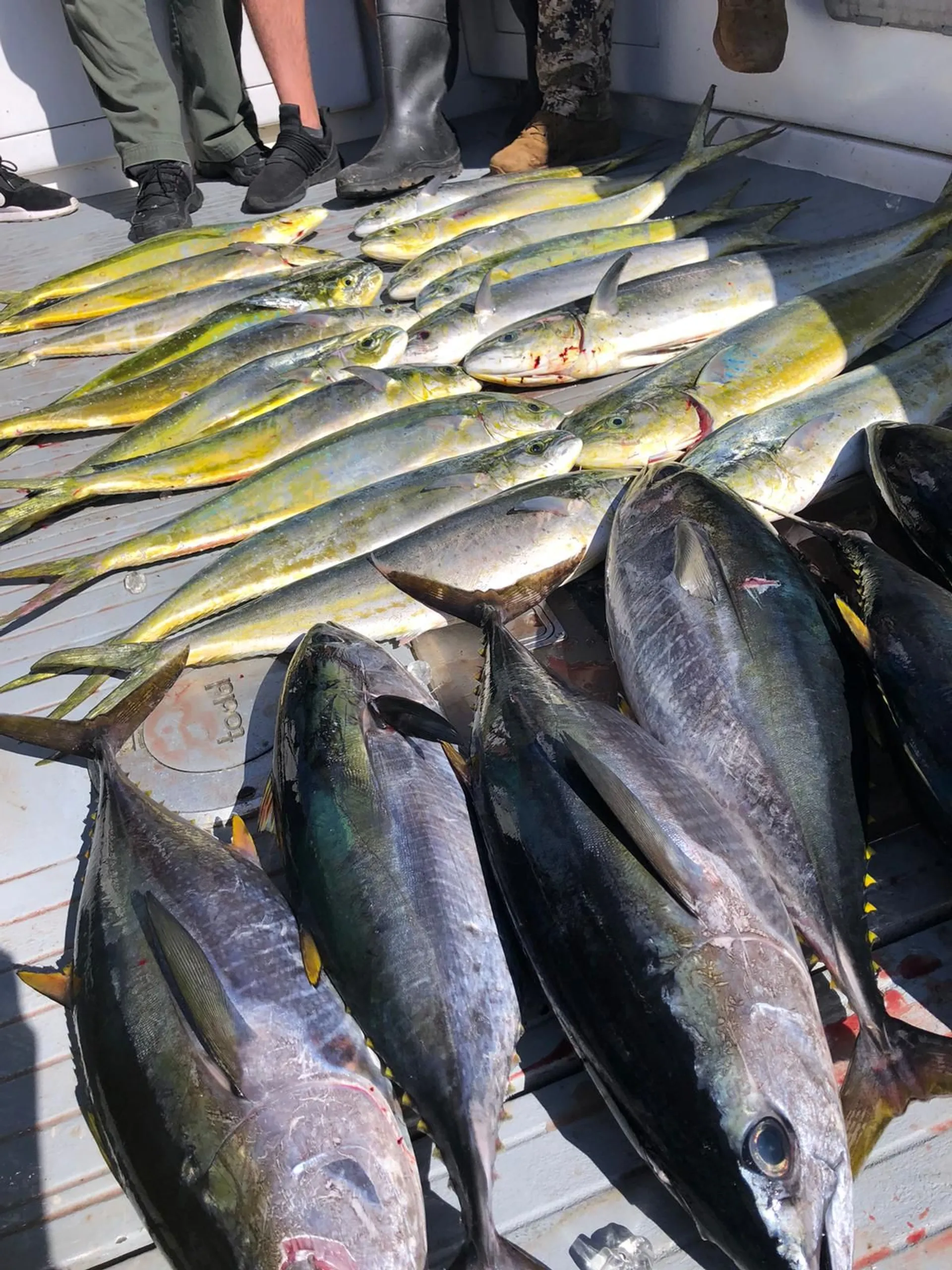 Kraken - 4 Pack Fishing Charter in San Diego!