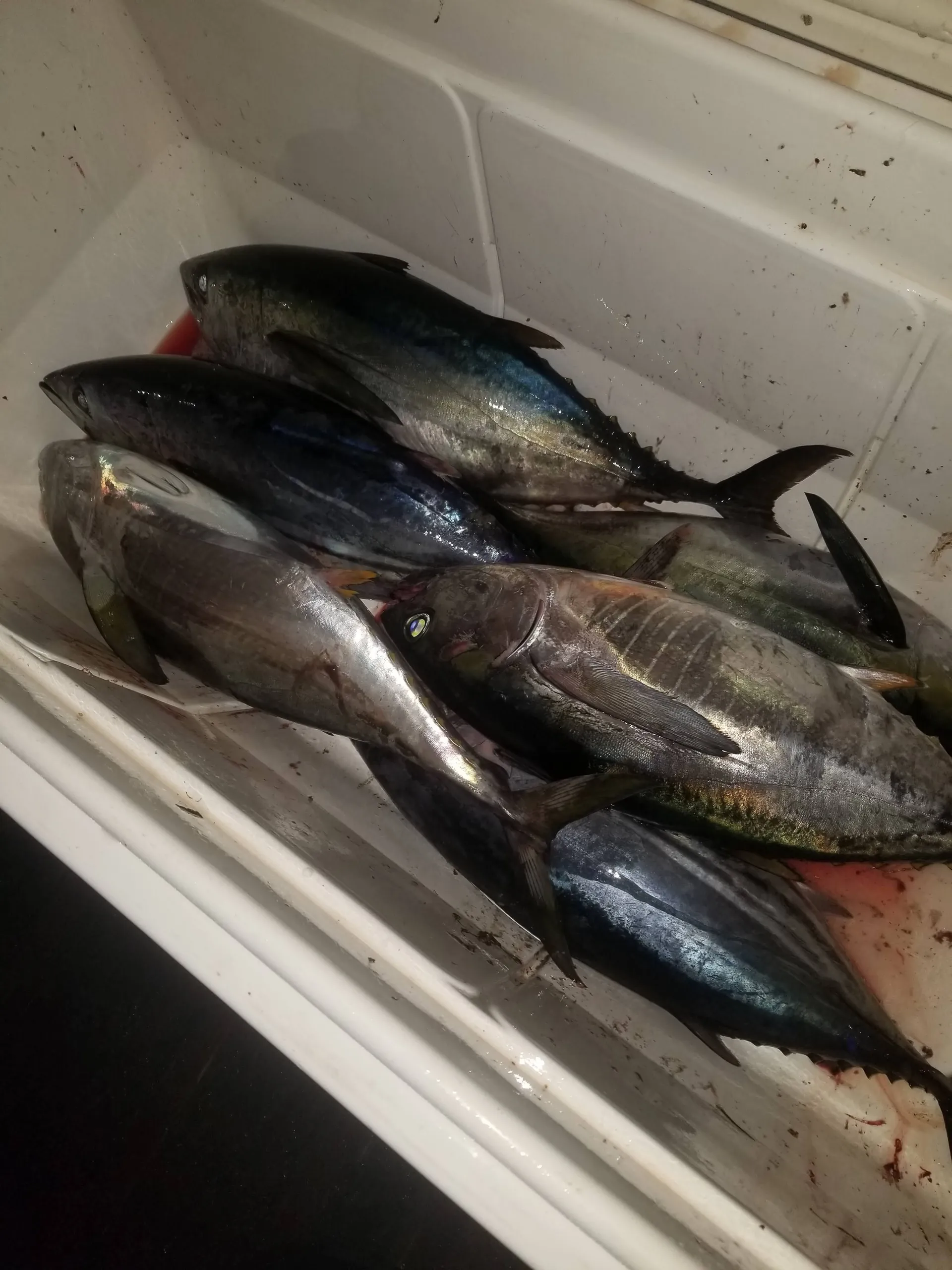 50ft EggHarbor. Party, Harbor cruise or offshore fishing 