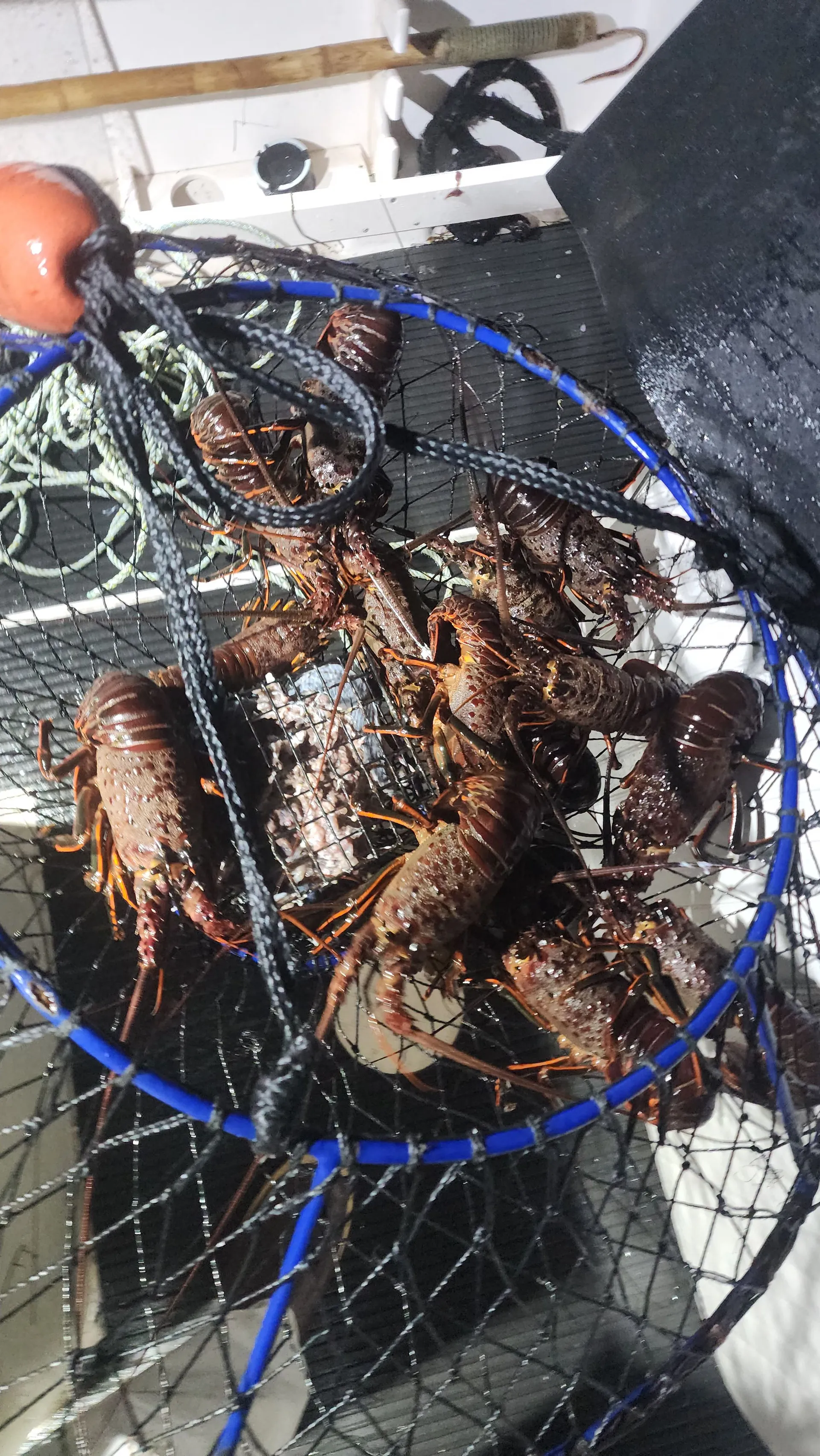 Kraken - 4 Pack Fishing Charter in San Diego!