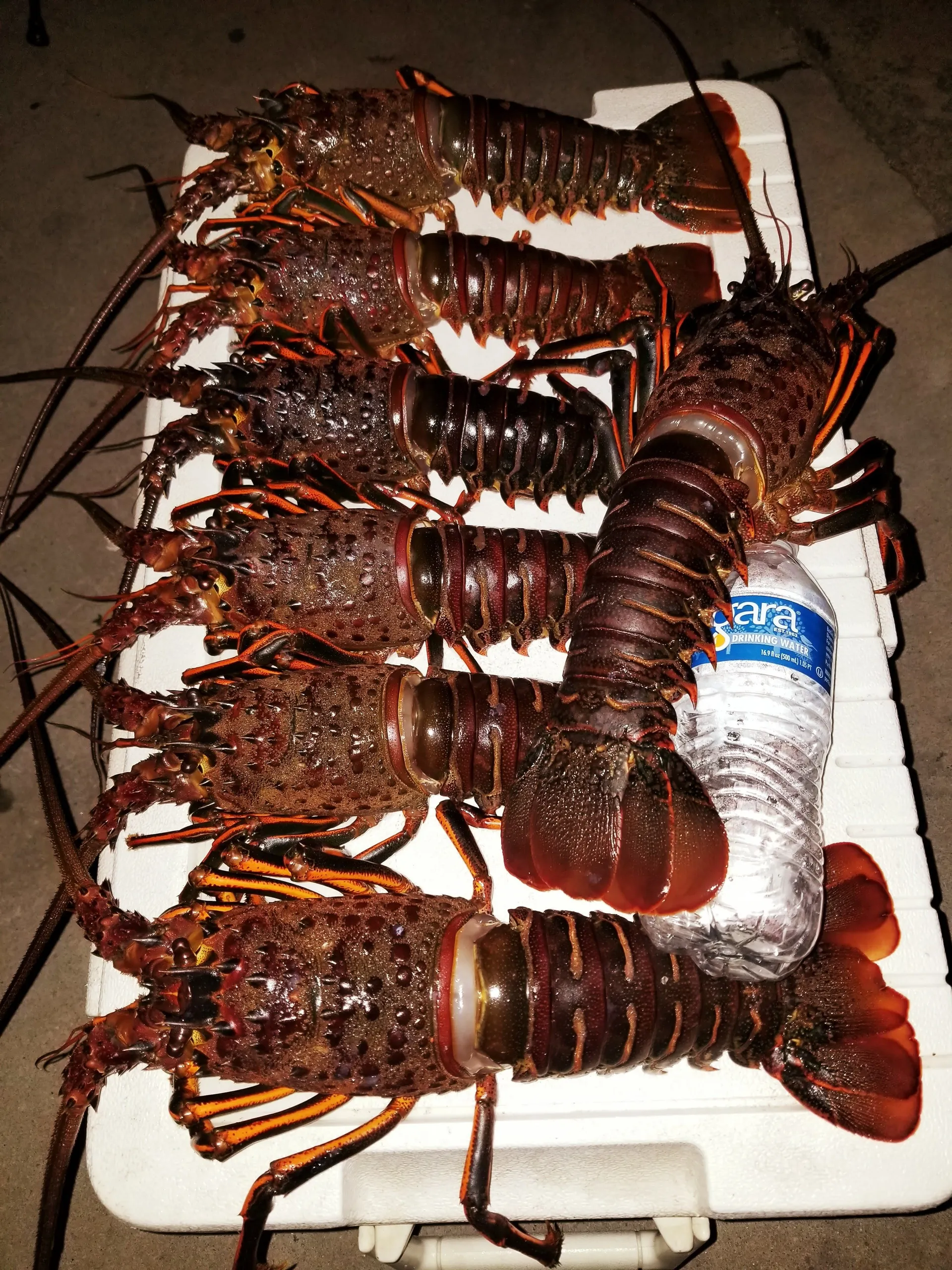 Kraken - 4 Pack Fishing Charter in San Diego!