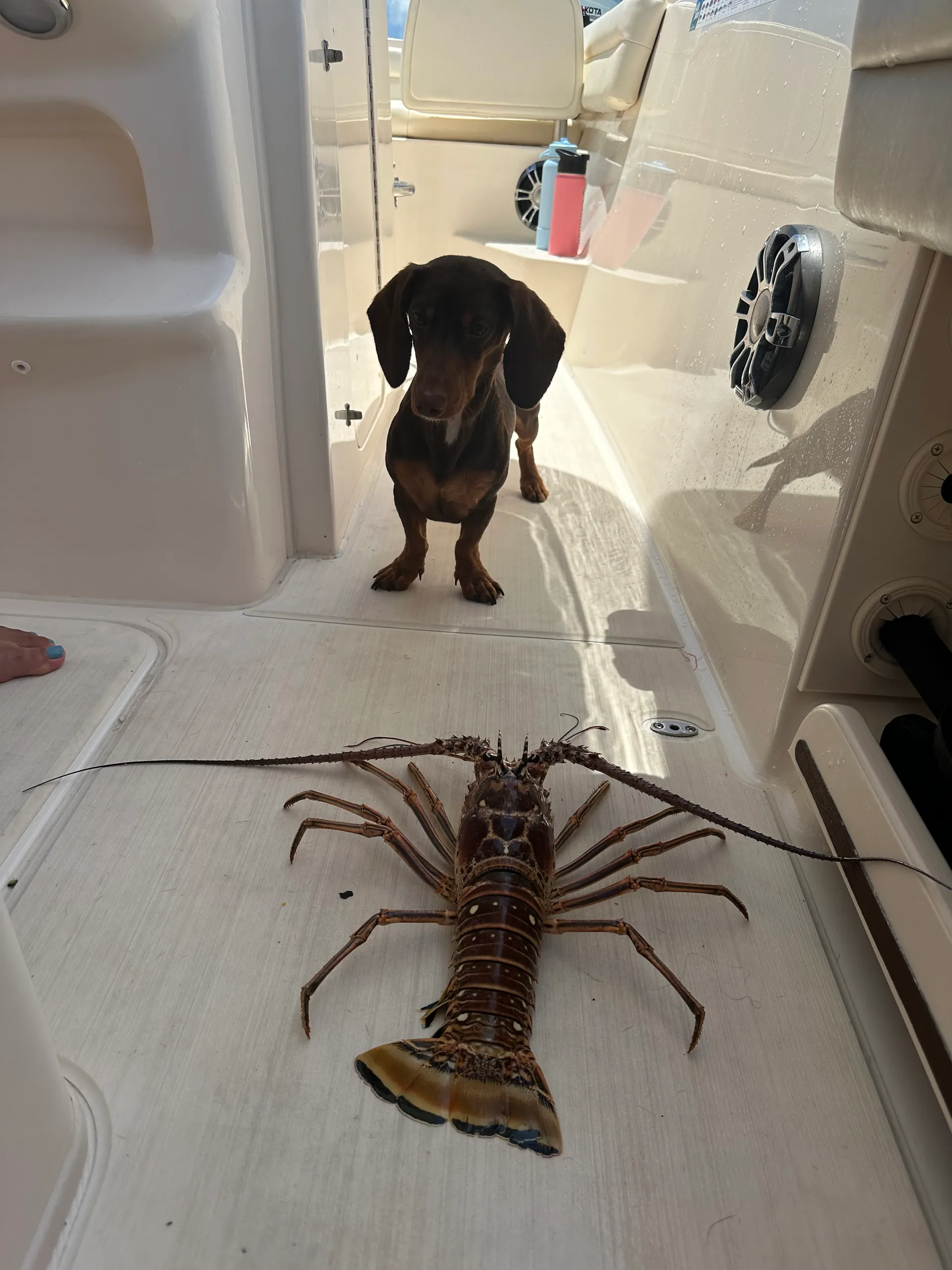 Grady White 236 Fisherman  in Islamorada, FL — photo 10