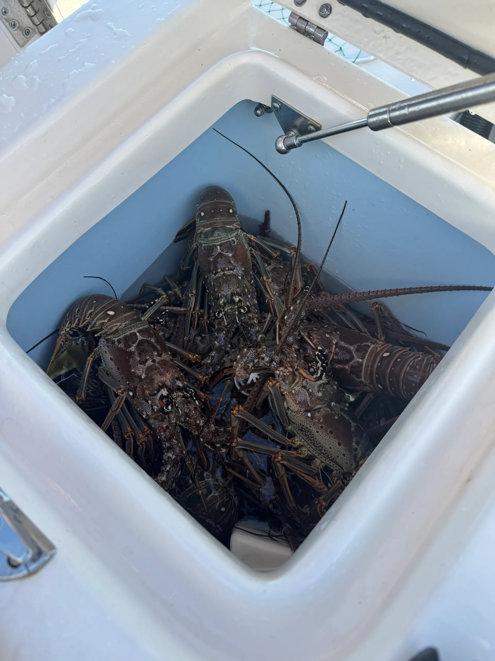 Explore Islamorada Aboard a 25' Grady White – Fish, Swim &amp; Relax