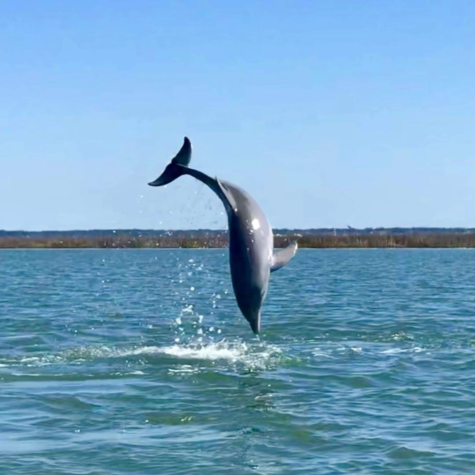Beach Cat 28' Commercial Catamaran in Hilton Head Island, SC — photo 2