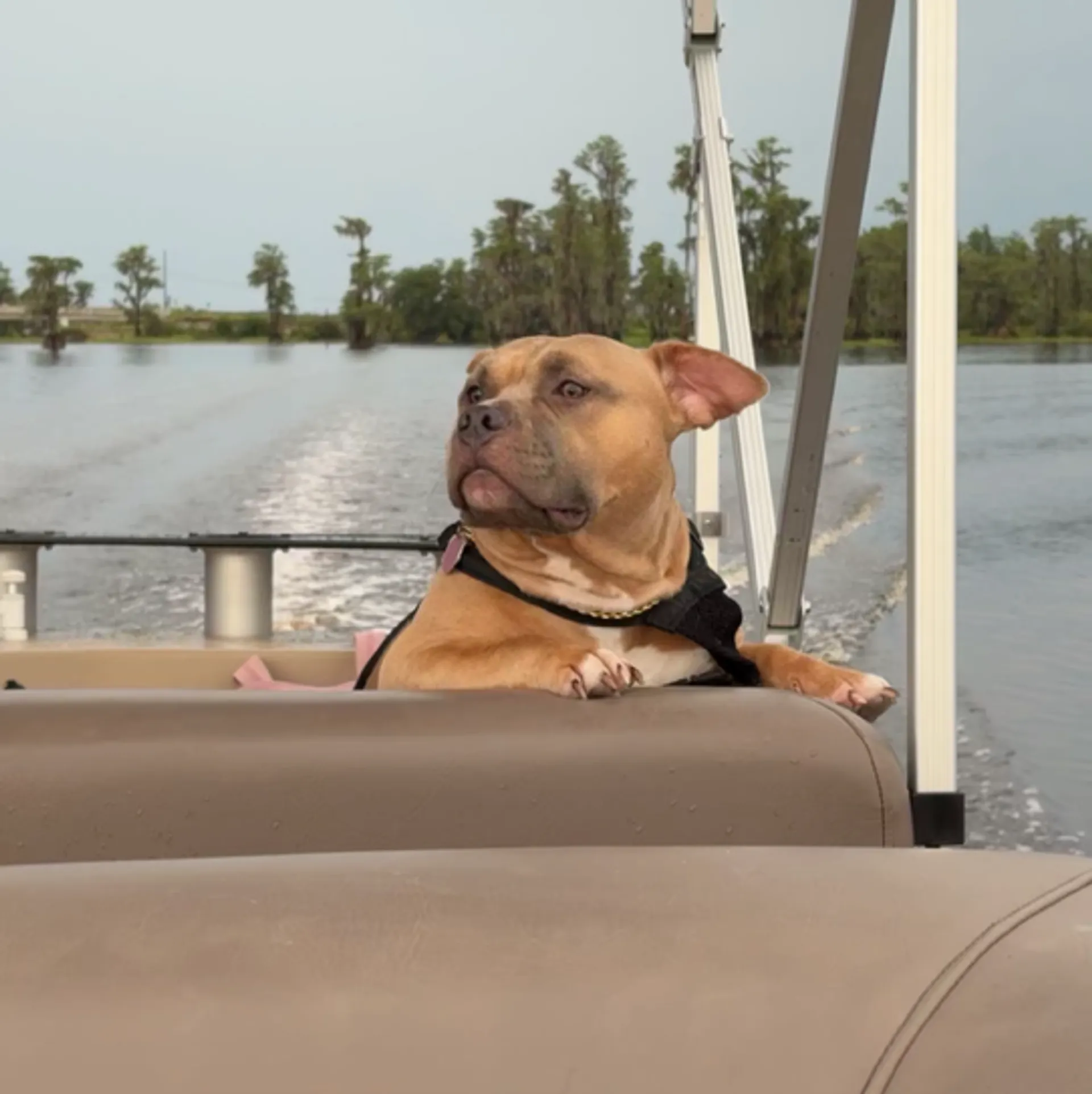Clermont FL Chain of Lakes 24ft pontoon boat that fits 13 passengers!