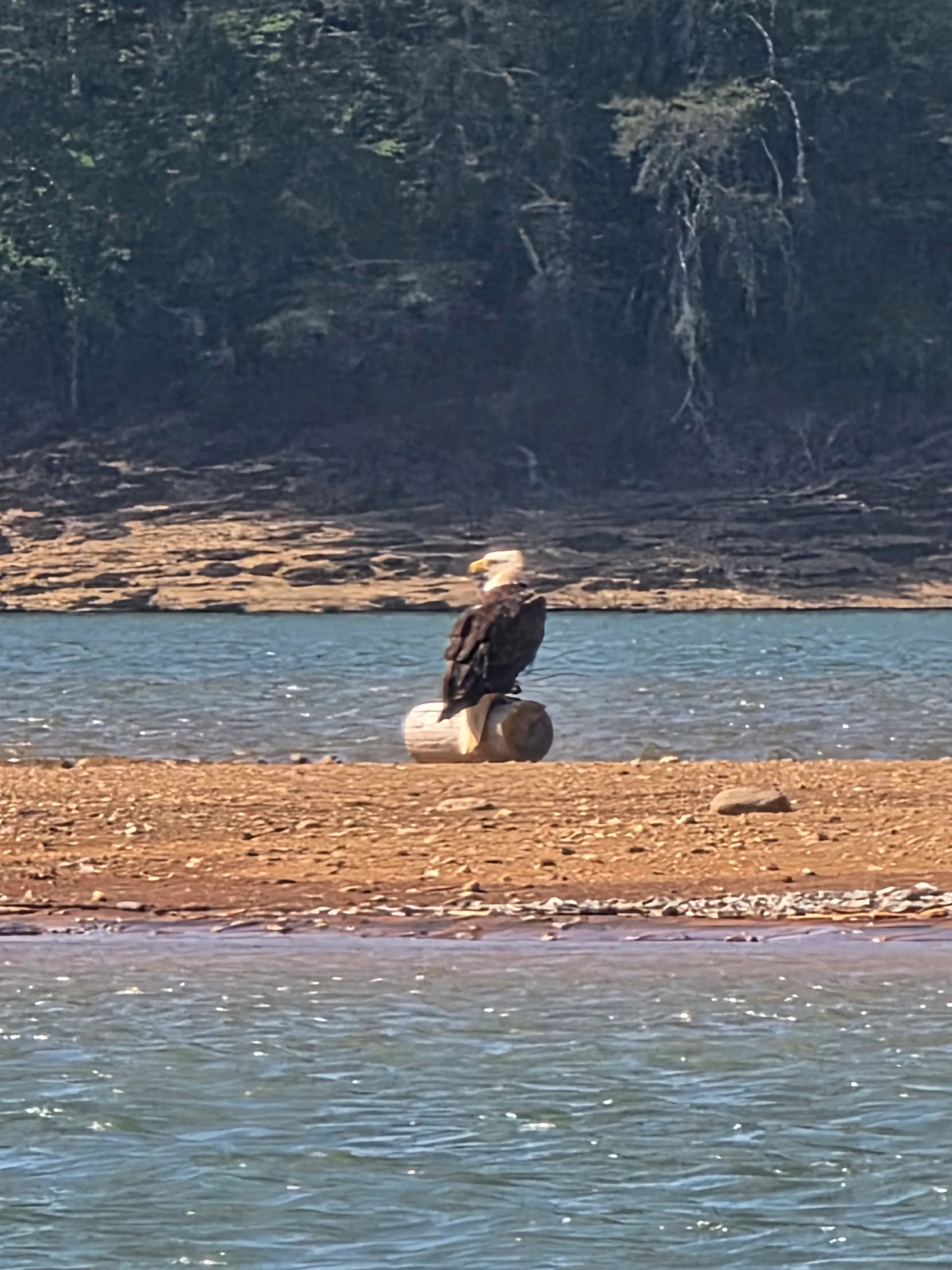 Smoky Mountain Bentley Pontoon