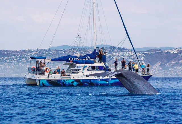Rent a Murakami catamaran in Dana Point, CA near me