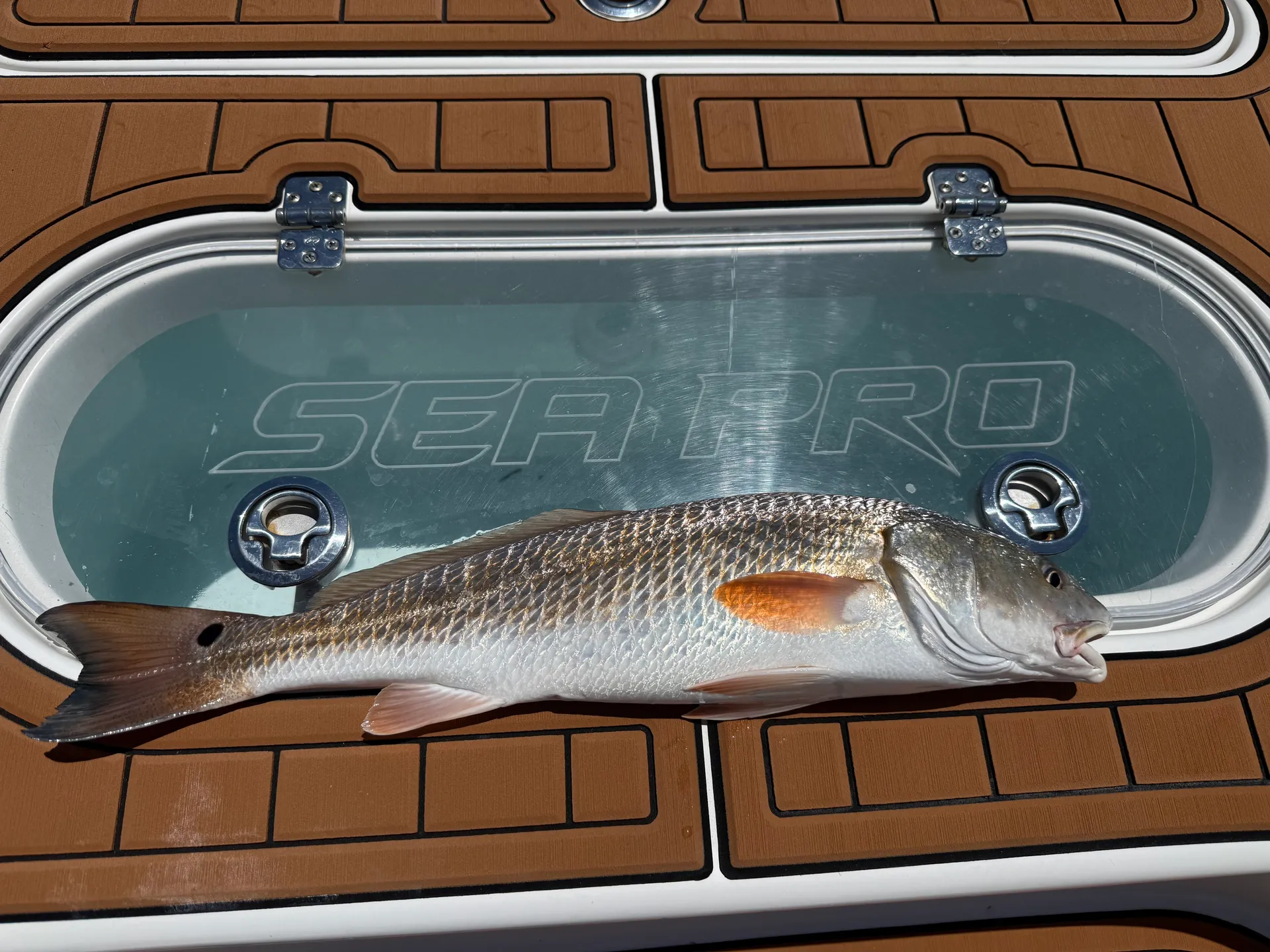 Perfect Mix of Comfort &amp; Performance: Sea Pro 248 Bay