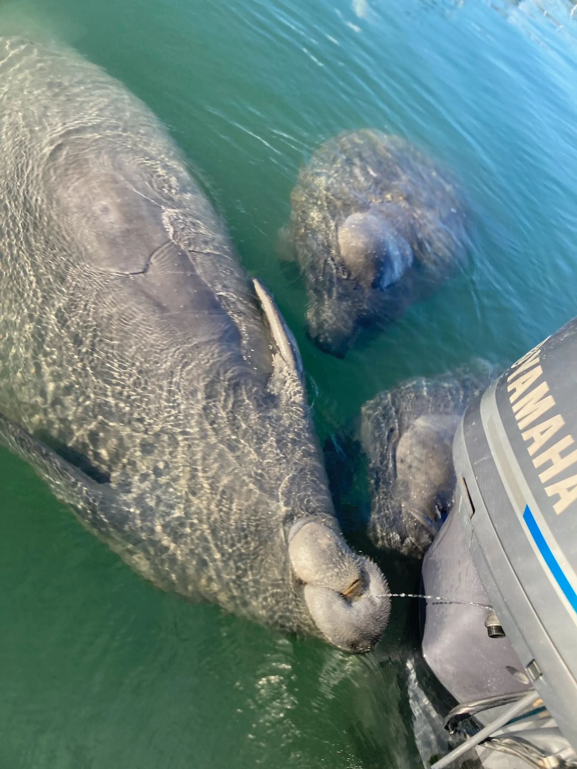 Florida Keys, Islamorada Sandbar, Snorkel and; Custom Boat Trips
