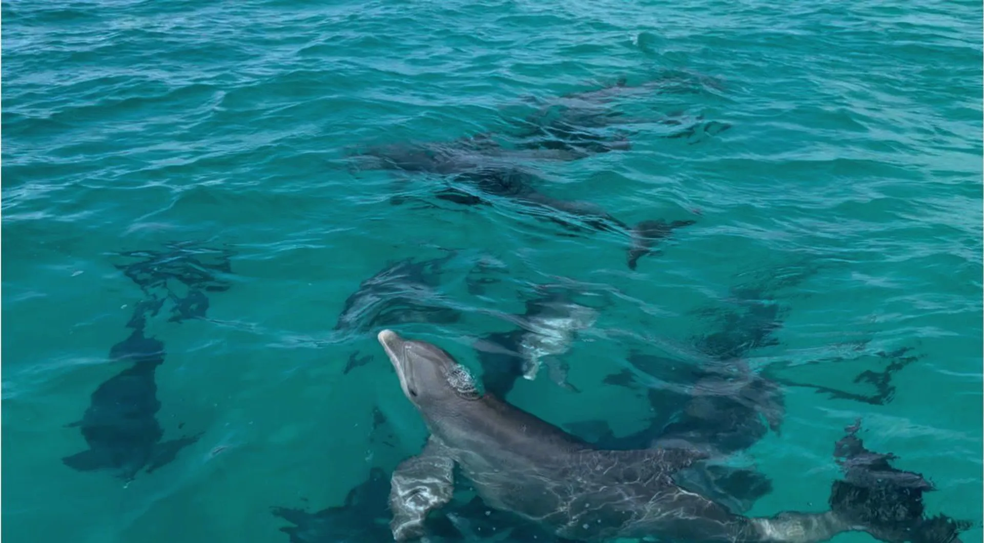 Private Shell Island and Dolphin Cruise | Captain + Fuel Included