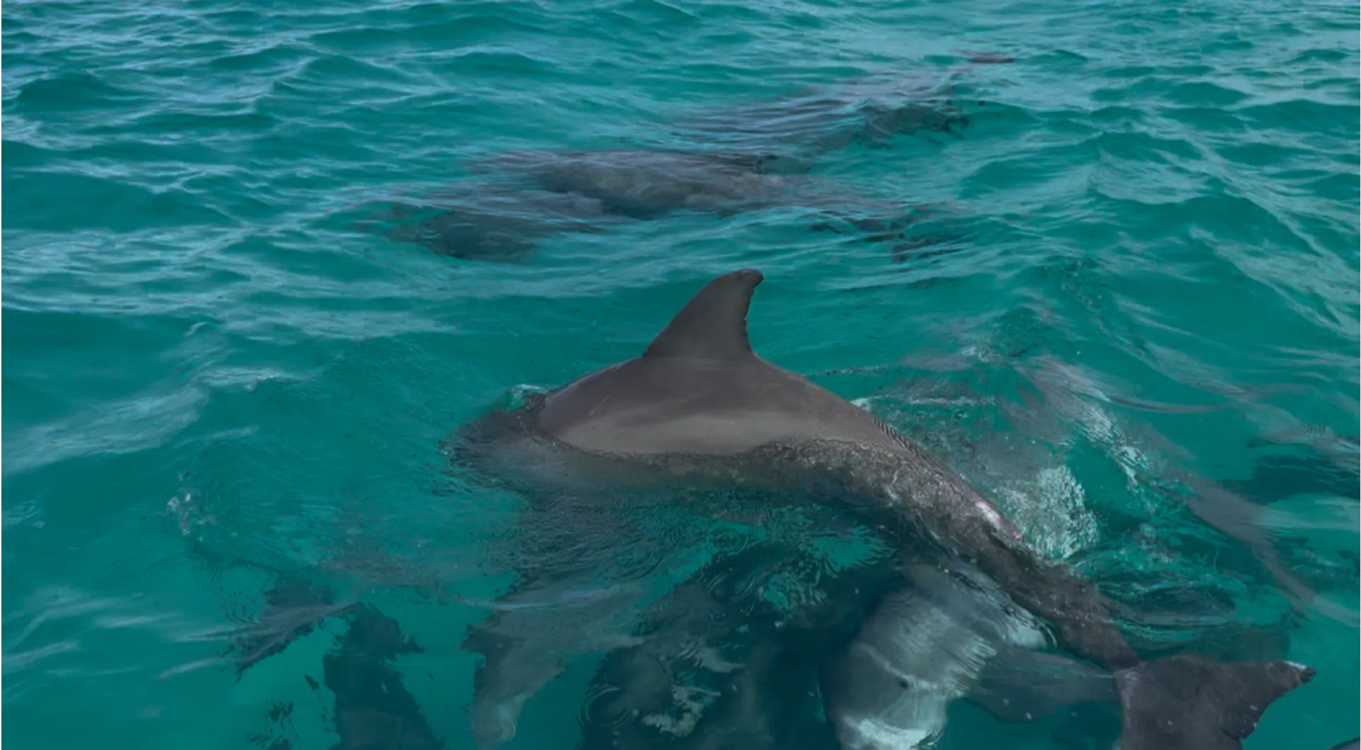 Private Shell Island and Dolphin Cruise | Captain + Fuel Included