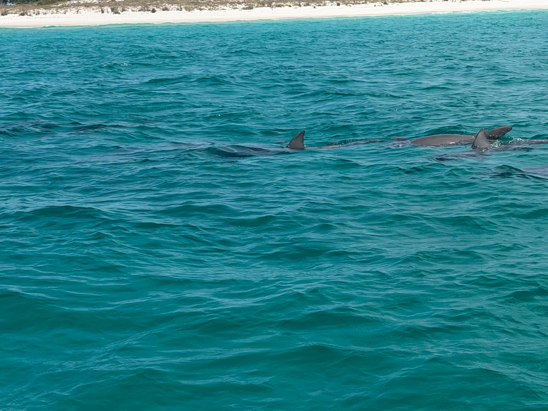 Private Shell Island and Dolphin Cruise | Captain + Fuel Included