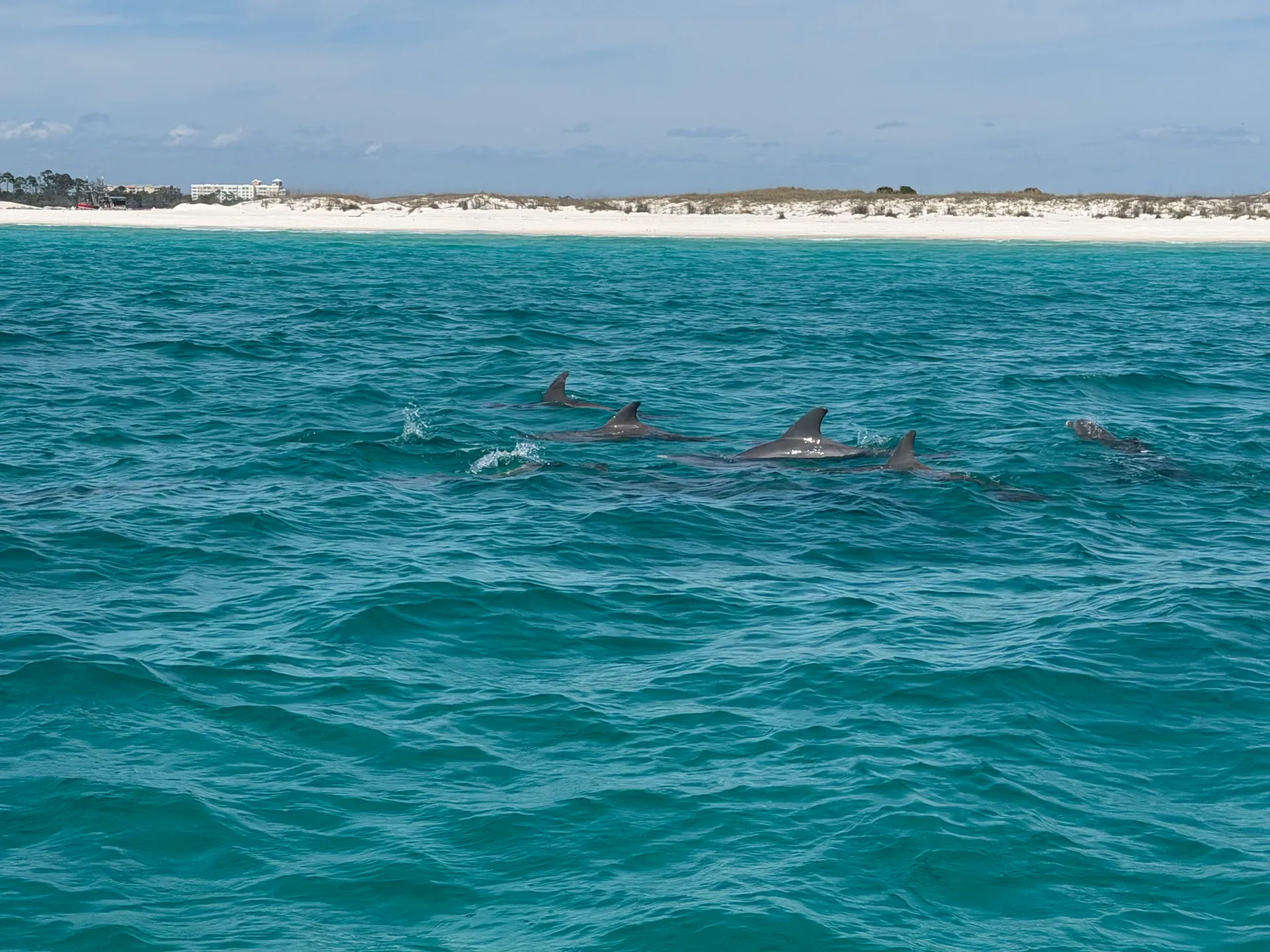 Private Shell Island and Dolphin Cruise | Captain + Fuel Included